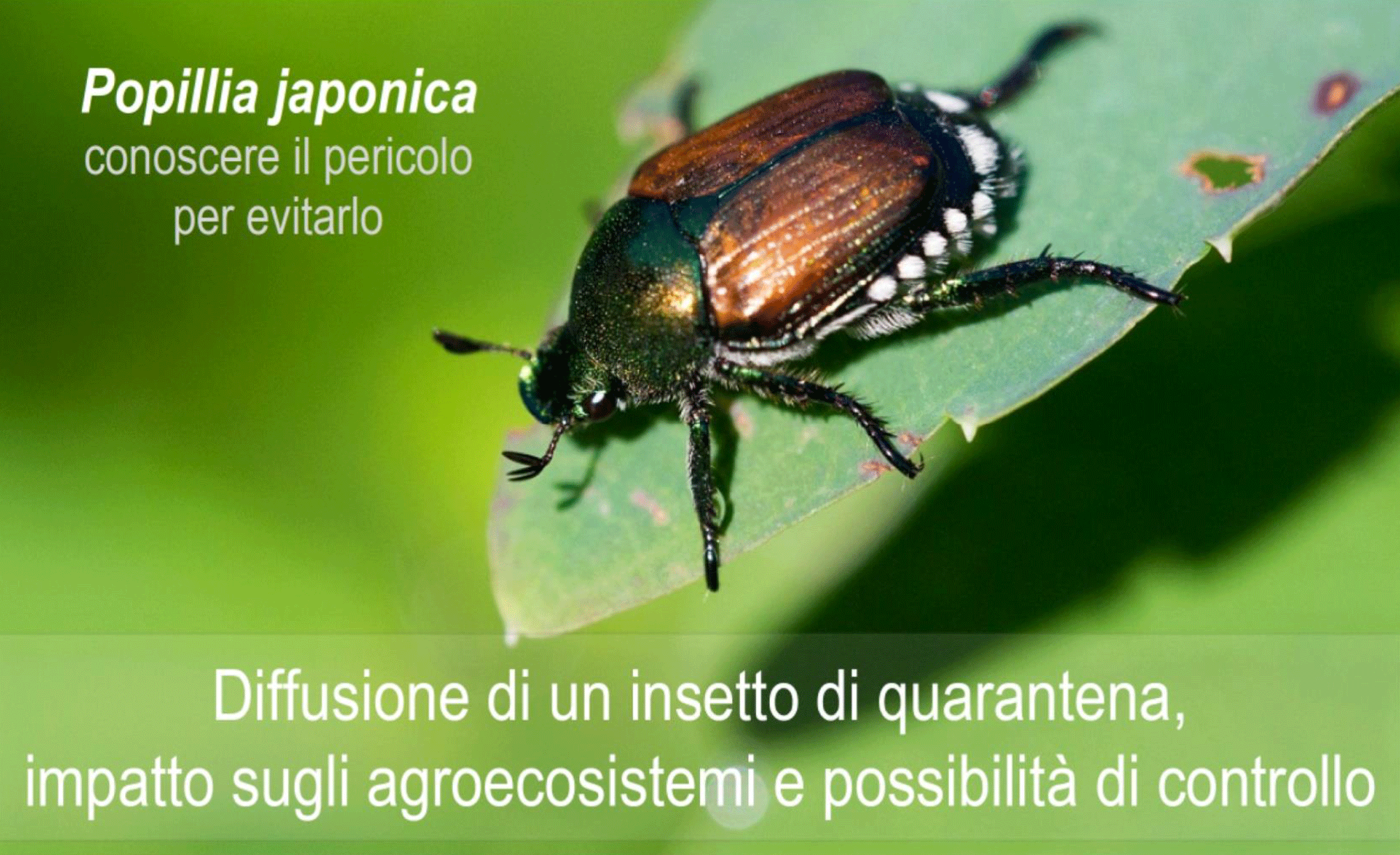 popillia japonica